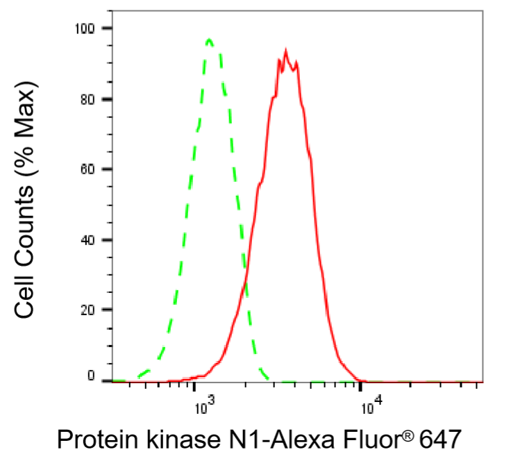 [KD Validated] Anti-PKN1 Rabbit mAb [81M97K23]