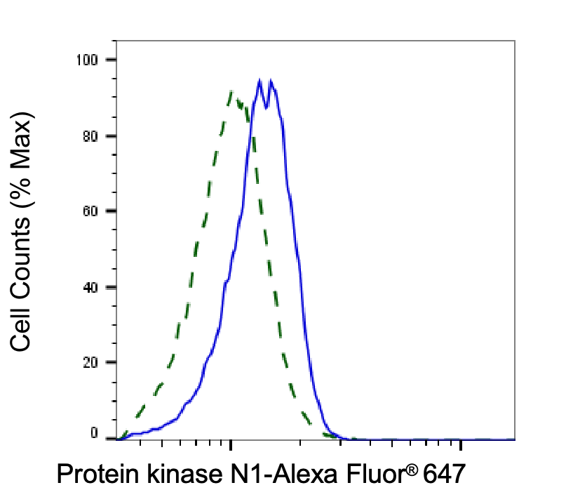 [KD Validated] Anti-PKN1 Rabbit mAb [81M97K23]