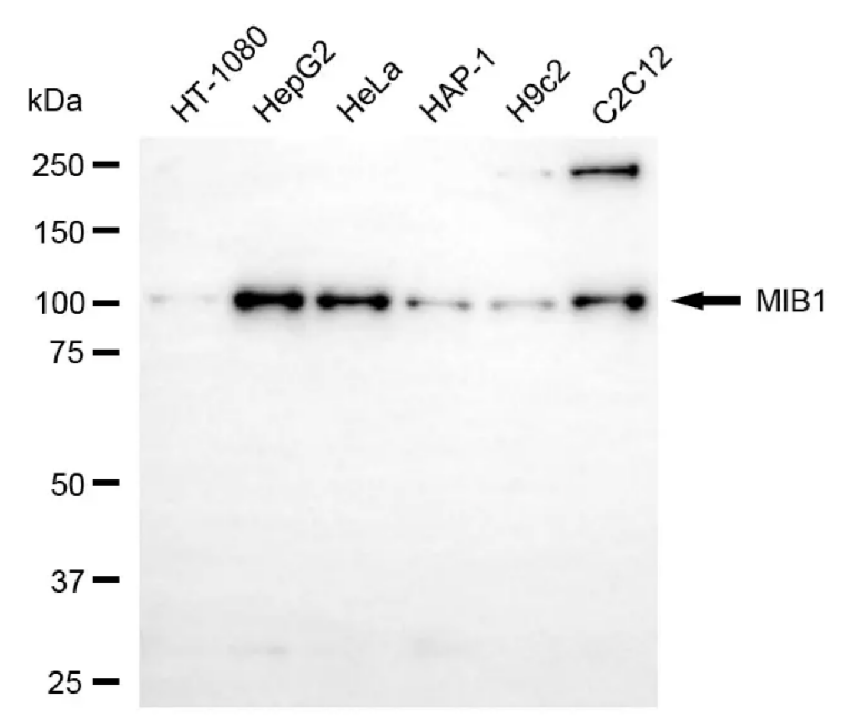 [KD Validated] Anti-MIB1 Rabbit mAb [93Q53R23]