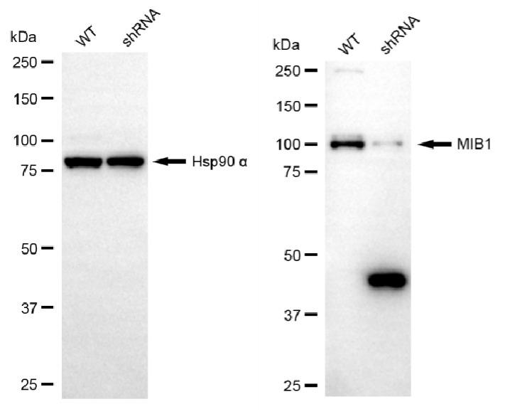 [KD Validated] Anti-MIB1 Rabbit mAb [93Q53R23]