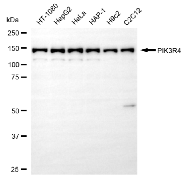 [KD Validated] Anti-PIK3R4 Rabbit mAb [75B09R38]