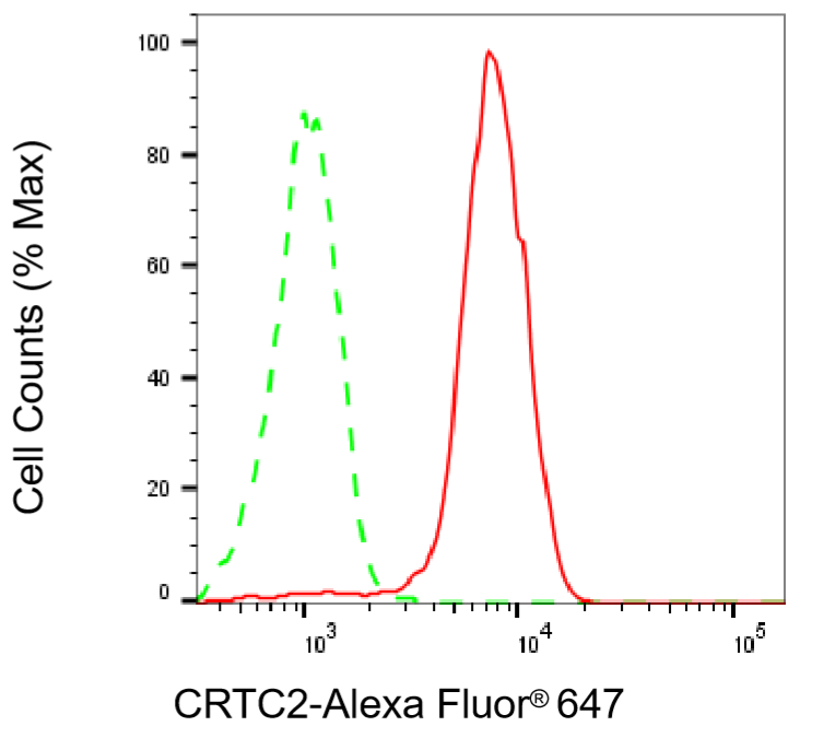 [KD Validated] Anti-CRTC2 Rabbit mAb [54E68E74]