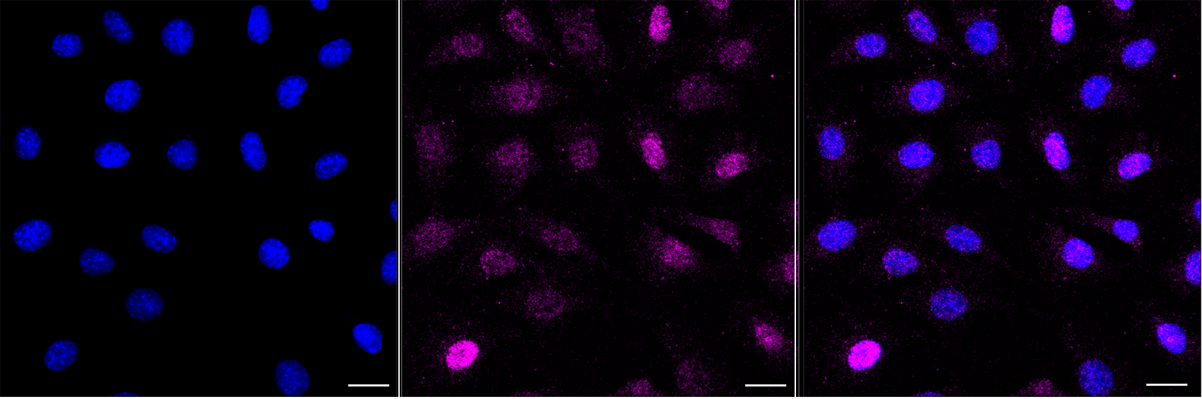 [KD Validated] Anti-CRTC2 Rabbit mAb [54E68E74]