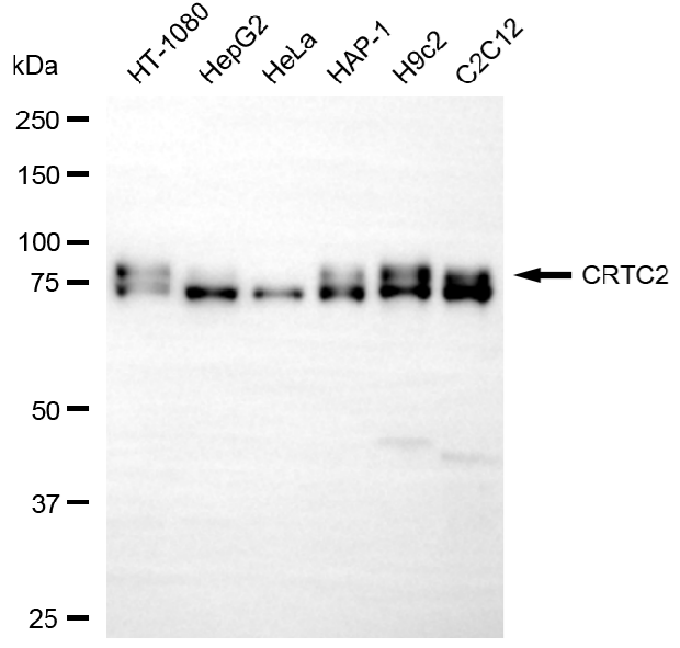 [KD Validated] Anti-CRTC2 Rabbit mAb [54E68E74]