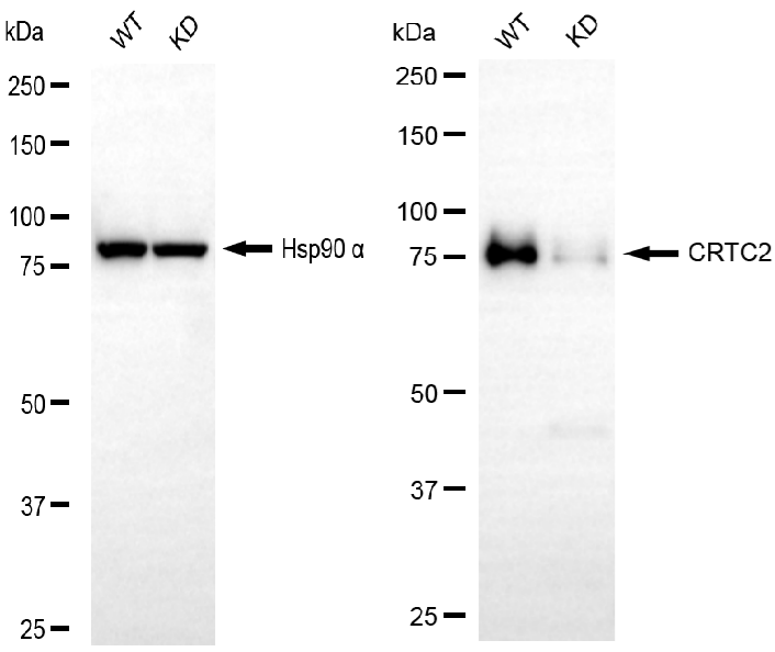 [KD Validated] Anti-CRTC2 Rabbit mAb [54E68E74]