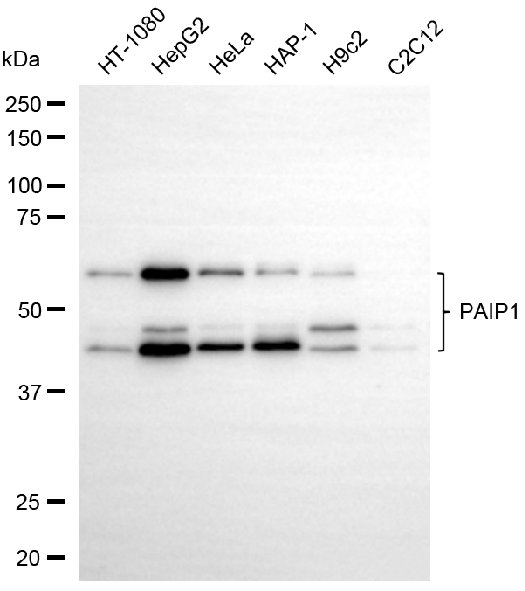 [KD Validated] Anti-PAIP1 Rabbit mAb [53P11T68]