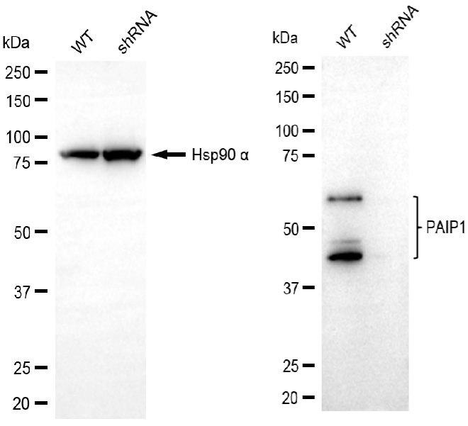 [KD Validated] Anti-PAIP1 Rabbit mAb [53P11T68]