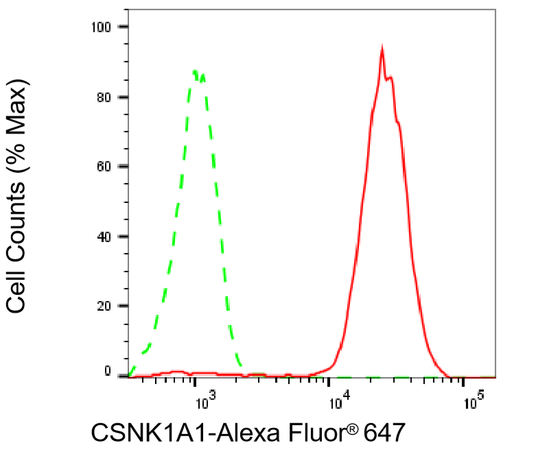 [KD Validated] Anti-CSNK1A1 Rabbit mAb [97R45O53]