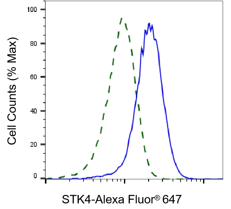 [KD Validated] Anti-STK4 Rabbit mAb [43M50R67]