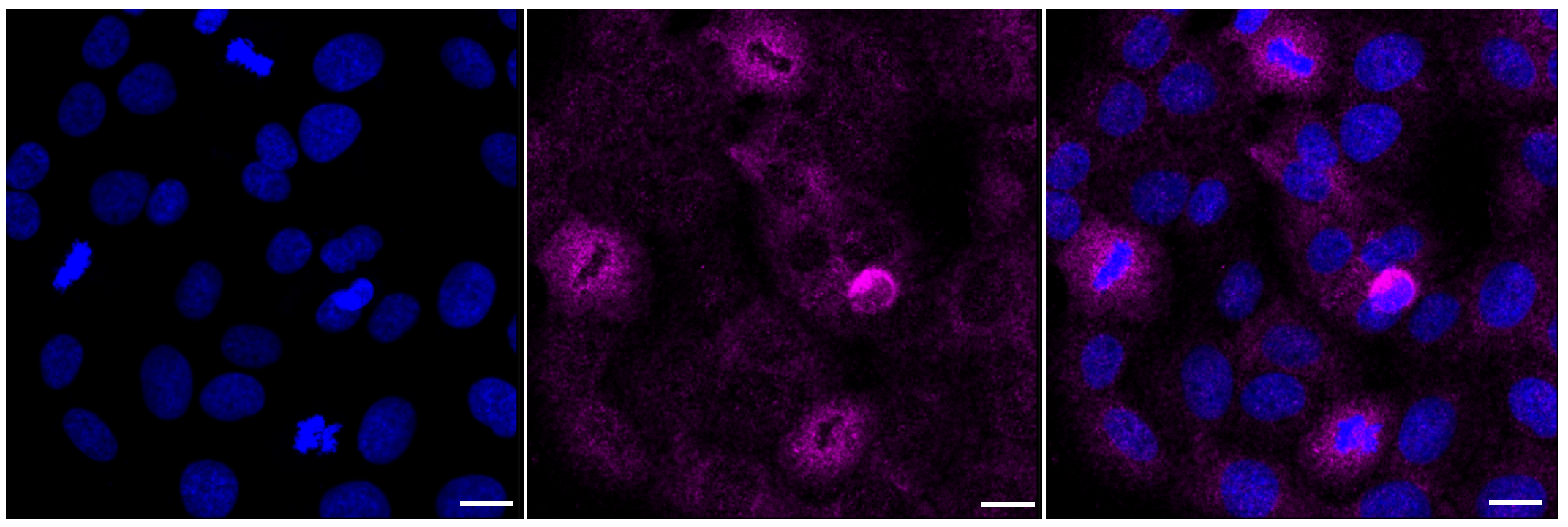 [KD Validated] Anti-AKT1S1 Rabbit mAb [90J10R96]