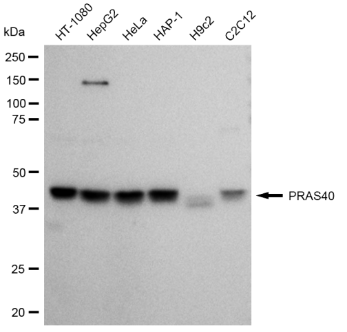 [KD Validated] Anti-AKT1S1 Rabbit mAb [90J10R96]