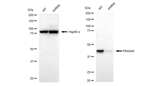 [KD Validated] Anti-AKT1S1 Rabbit mAb [90J10R96]