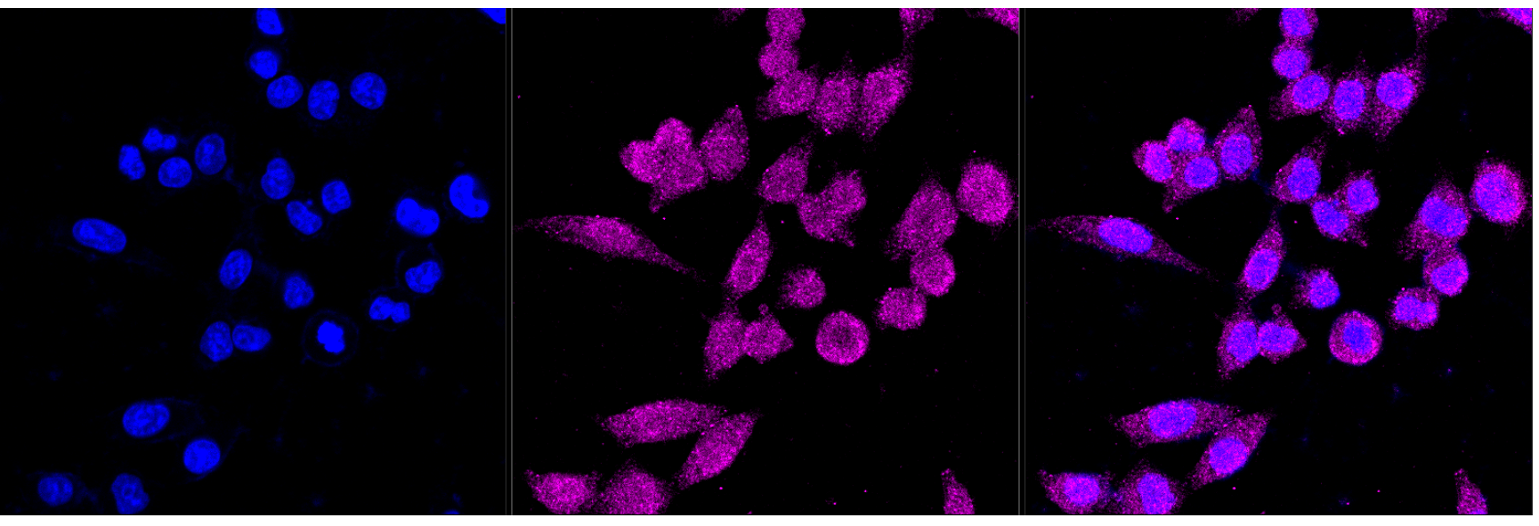 [KD Validated] Anti-PIK3CB Rabbit mAb [72N66Q59]