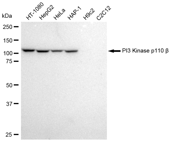 [KD Validated] Anti-PIK3CB Rabbit mAb [72N66Q59]