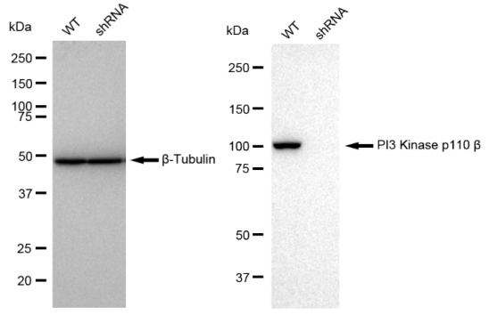 [KD Validated] Anti-PIK3CB Rabbit mAb [72N66Q59]