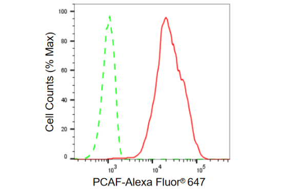 [KD Validated] Anti-KAT2B Rabbit mAb [72A07M30]