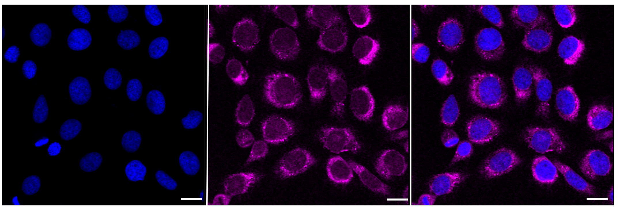 [KD Validated] Anti-KAT2B Rabbit mAb [72A07M30]