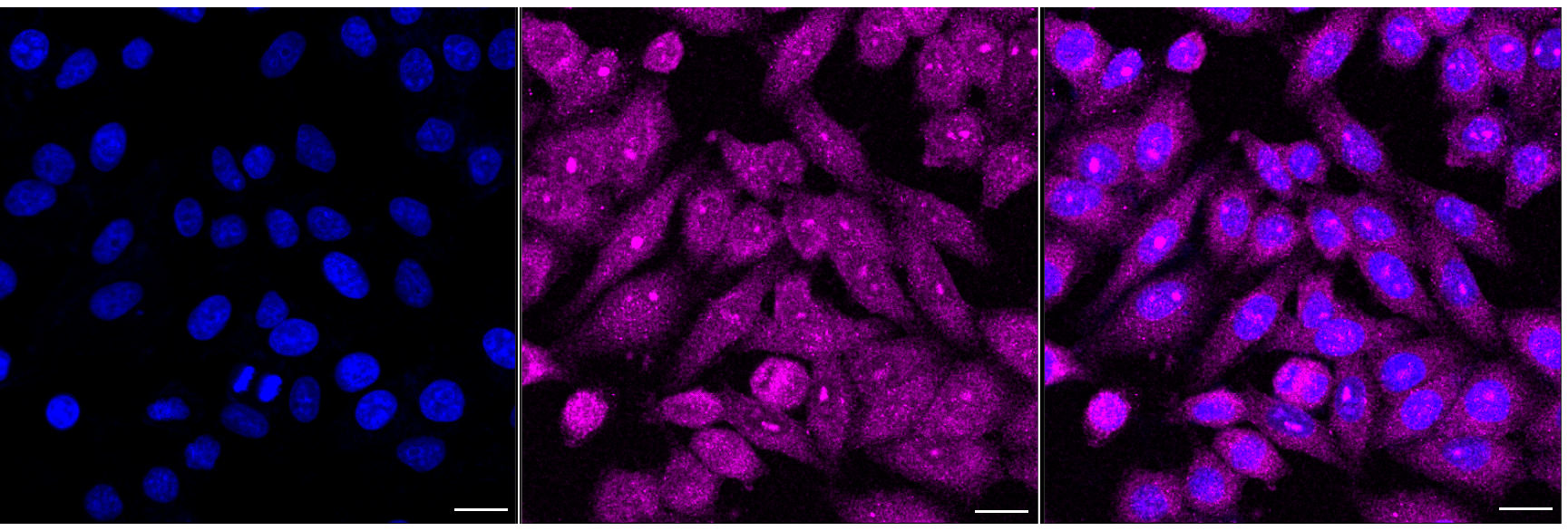 [KD Validated] Anti-BCR Rabbit mAb [29E06S36]