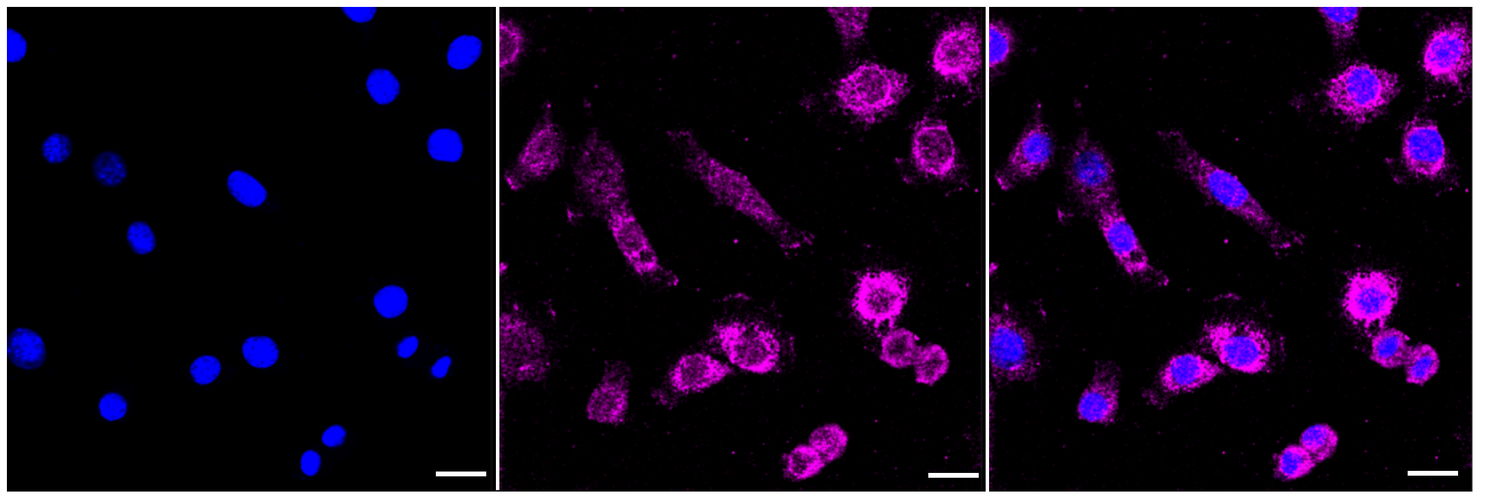 [KD Validated] Anti-GNAQ Rabbit mAb [11S48E33]