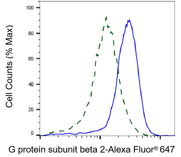 [KD Validated] Anti-GNB2 Rabbit mAb [11J12T61]