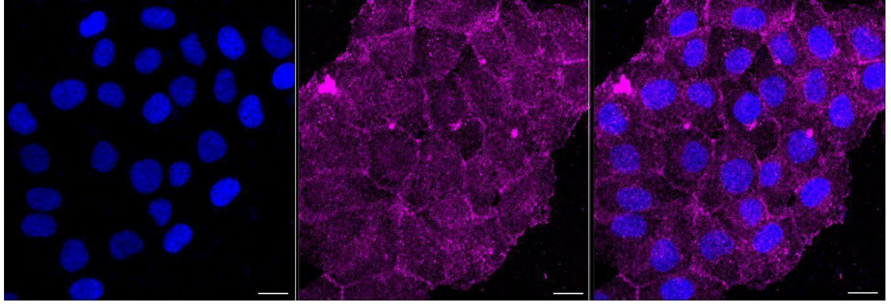 [KD Validated] Anti-GNB2 Rabbit mAb [11J12T61]