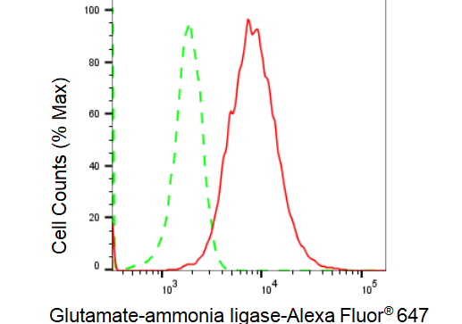 [KD Validated] Anti-GLUL Rabbit mAb [92T65T21]
