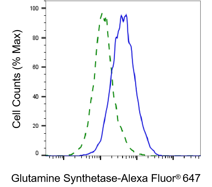 [KD Validated] Anti-GLUL Rabbit mAb [92T65T21]