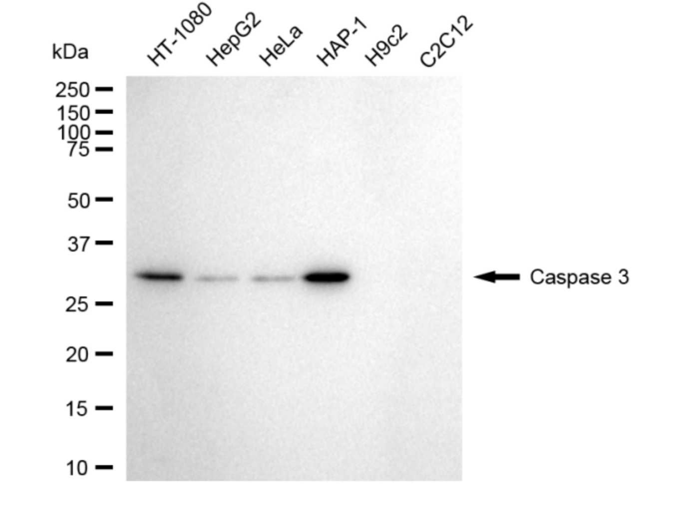 [KD Validated] Anti-CASP3 Rabbit mAb [69E96O15]
