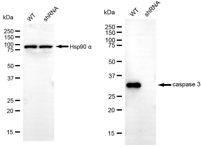 [KD Validated] Anti-CASP3 Rabbit mAb [69E96O15]