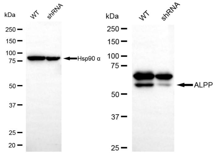 [KD Validated] Anti-ALPP Rabbit mAb [27A48Q79]