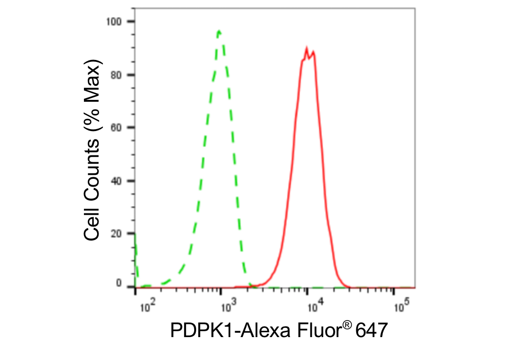 [KD Validated] Anti-PDPK1 Rabbit mAb [88S53N34]