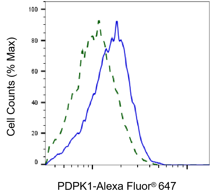 [KD Validated] Anti-PDPK1 Rabbit mAb [88S53N34]