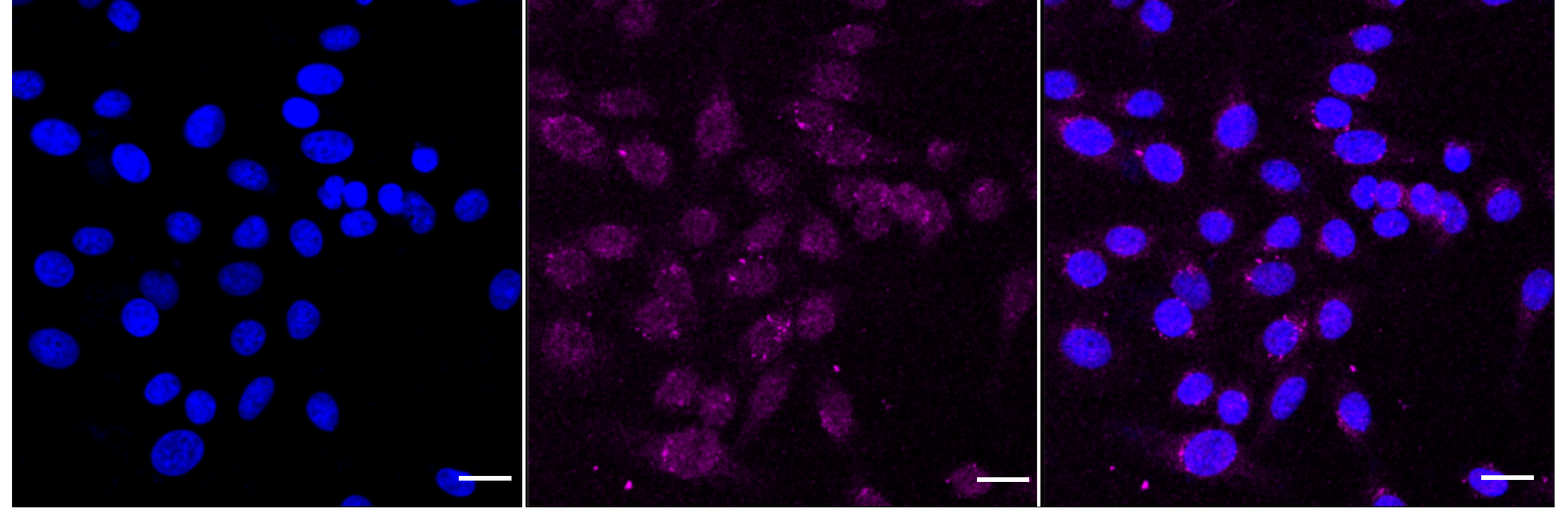 [KD Validated] Anti-PDPK1 Rabbit mAb [88S53N34]