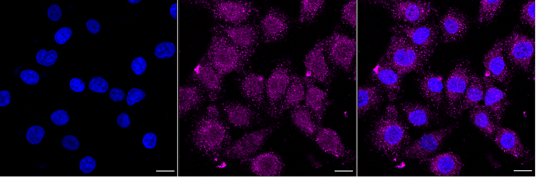 [KD Validated] Anti-BCL2L1 Rabbit mAb [92K29E58]