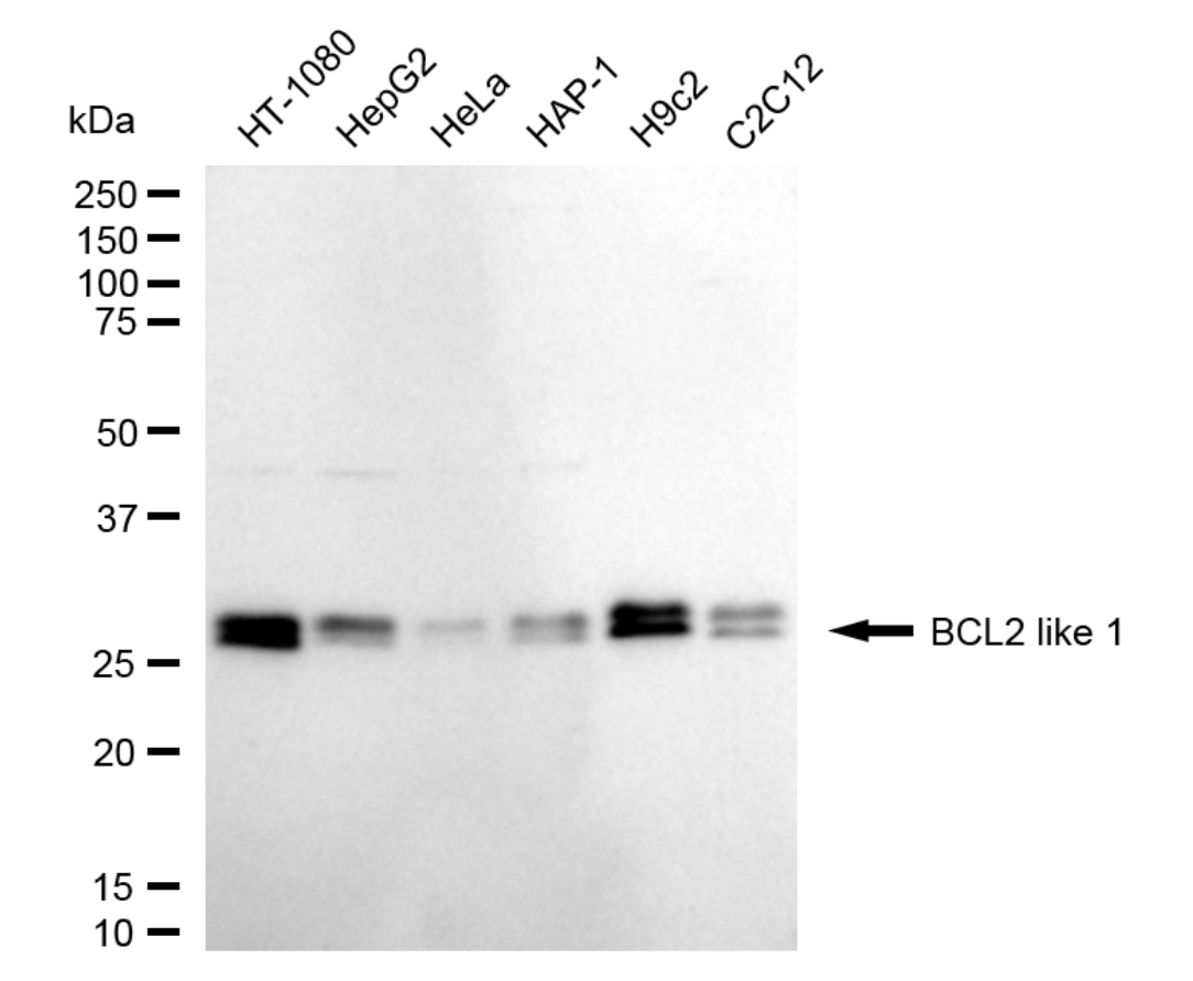 [KD Validated] Anti-BCL2L1 Rabbit mAb [92K29E58]