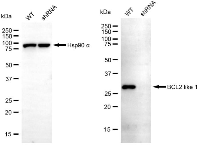 [KD Validated] Anti-BCL2L1 Rabbit mAb [92K29E58]