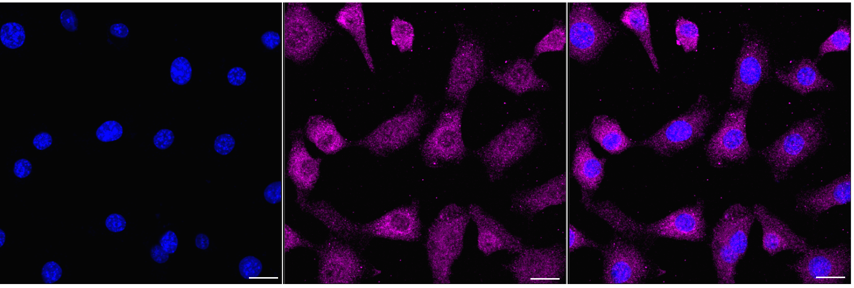 [KD Validated] Anti-RELB Rabbit mAb [20H12C30]