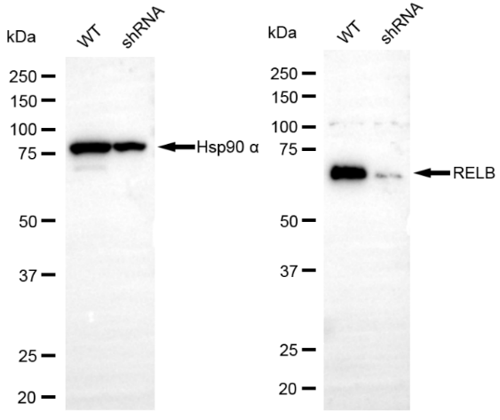 [KD Validated] Anti-RELB Rabbit mAb [20H12C30]