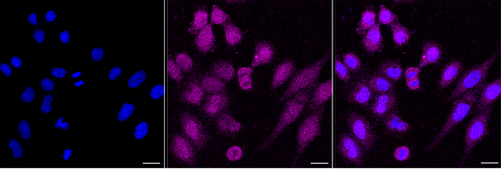 [KD Validated] Anti-PTPN11 Rabbit mAb [83T38D99]