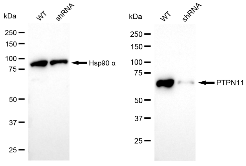 [KD Validated] Anti-PTPN11 Rabbit mAb [83T38D99]