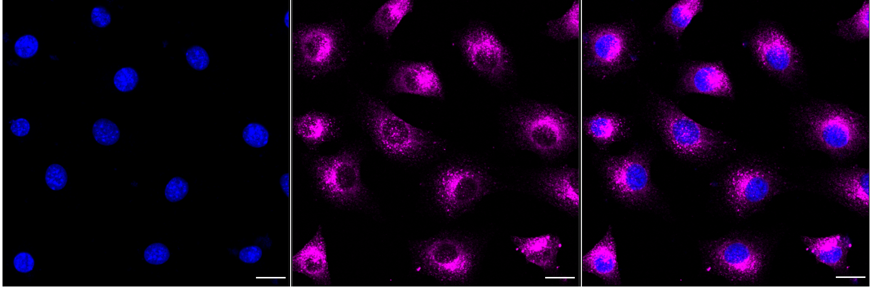 [KD Validated] Anti-LRP1 Rabbit mAb [59S81S22]
