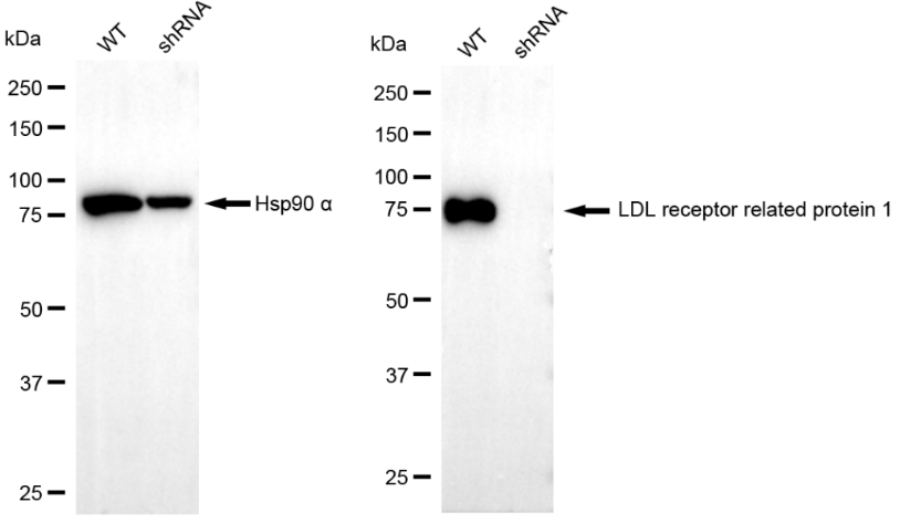 [KD Validated] Anti-LRP1 Rabbit mAb [59S81S22]