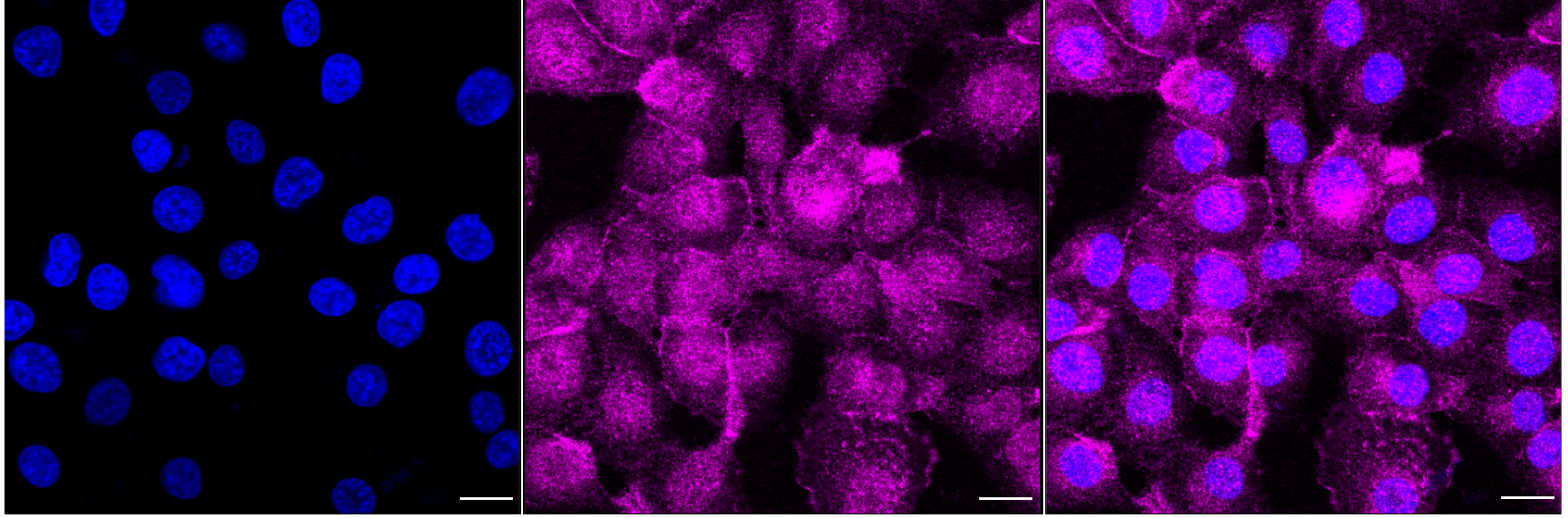 [KD Validated] Anti-LAT Rabbit mAb [50R44L59]