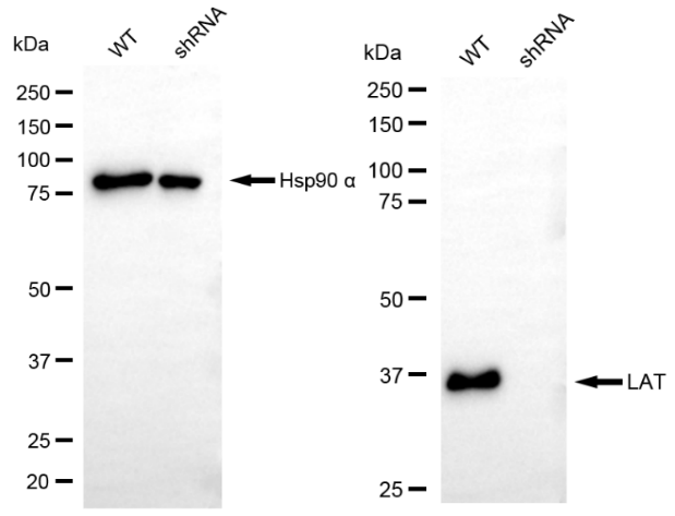 [KD Validated] Anti-LAT Rabbit mAb [50R44L59]