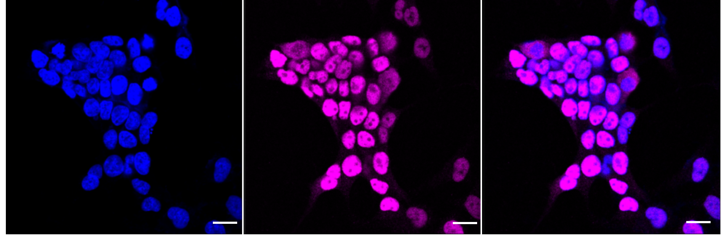 [KD Validated] Anti-DFFA Rabbit mAb [93G79T78]
