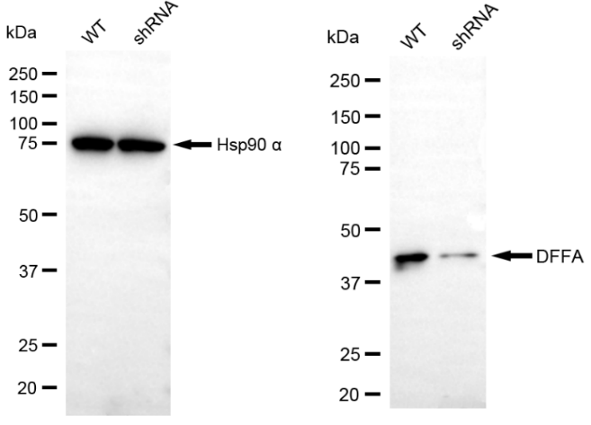 [KD Validated] Anti-DFFA Rabbit mAb [93G79T78]