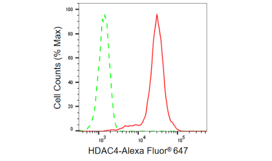 [KD Validated] Anti-HDAC4 Rabbit mAb [84B94Q32]