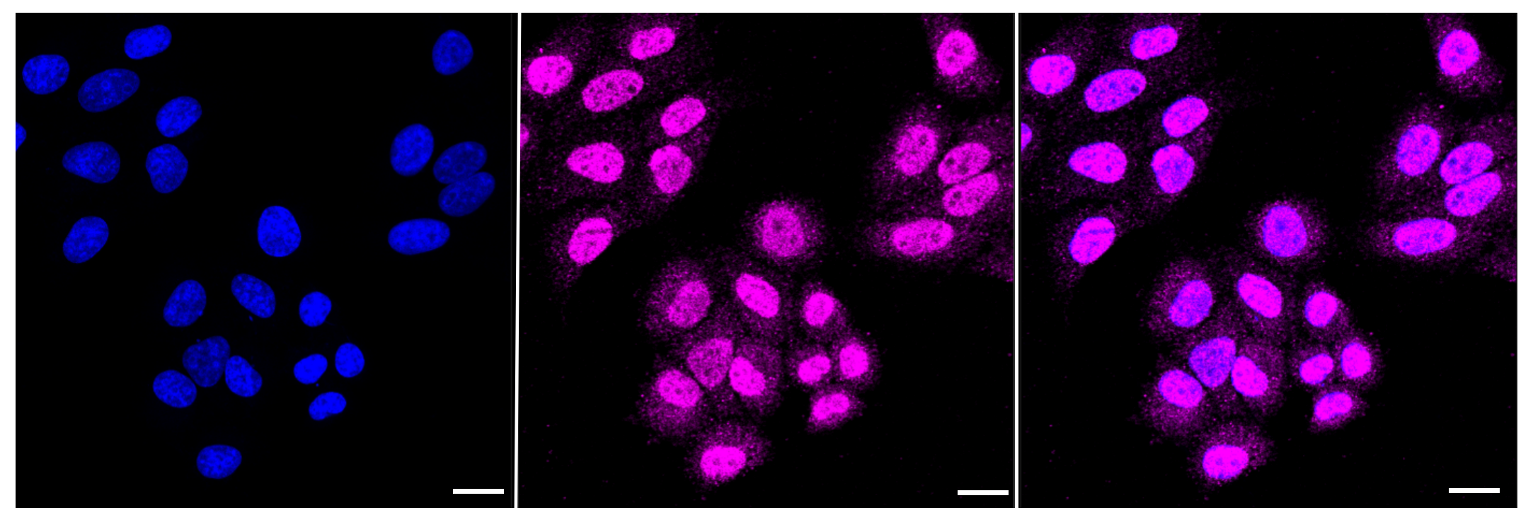 [KD Validated] Anti-HDAC4 Rabbit mAb [84B94Q32]