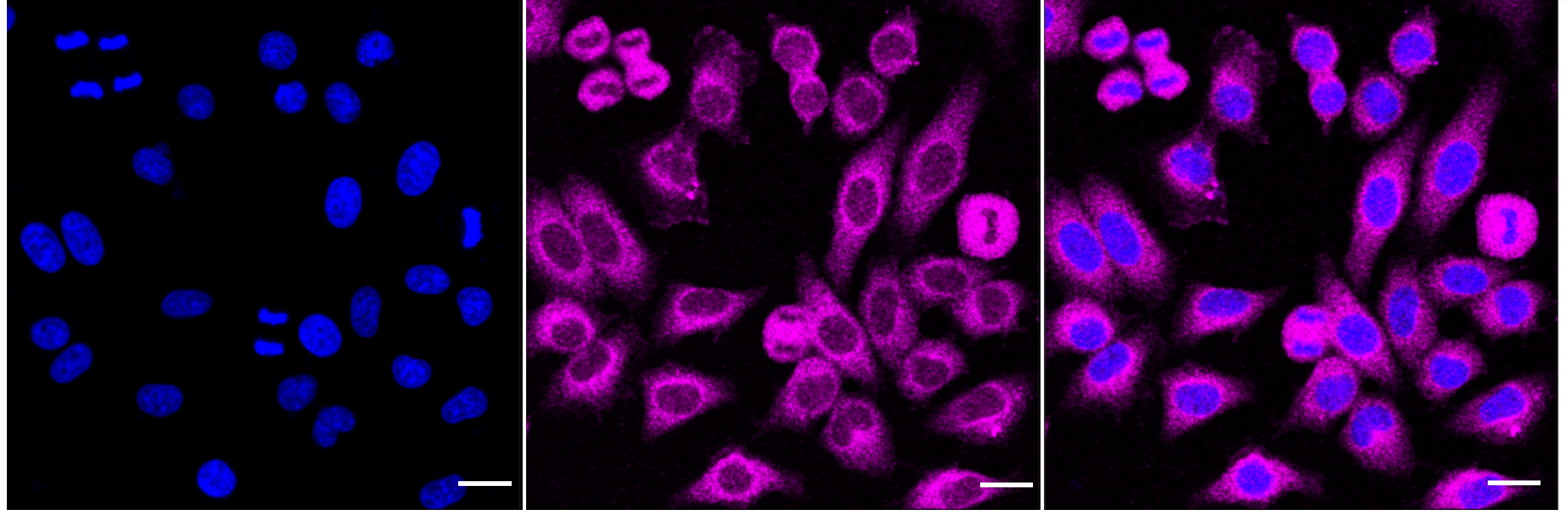 [KD Validated] Anti-TBK1 Rabbit mAb [17E54M68]