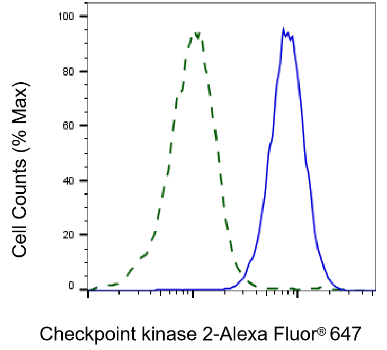 [KD Validated] Anti-CHEK2 Rabbit mAb [44L69H30]